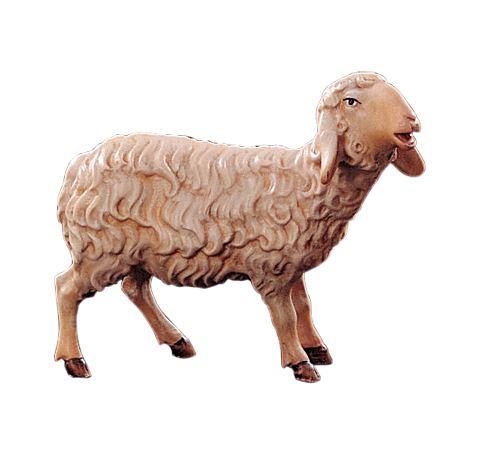 Schaf - Sheep-21206-A-Lepi
