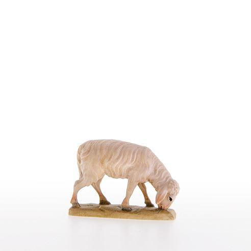 Abweidendes Schaf - lepi-21001_C
