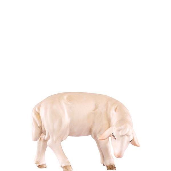 Schaf grasend Artis -Color-jpeg