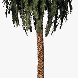 Palme für Weihnachtskrippen