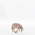 Schaf fressend - Sheep grazing-21101-Lepi