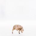 Schaf kratzend - Sheep scratching-21105-Lepi