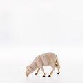 Schaf fressend - Sheep-21107-Lepi