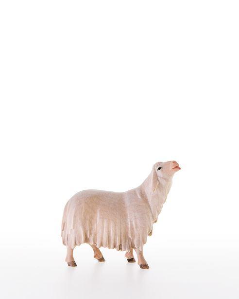 Leckendes Schaf - lepi-10000-18_C