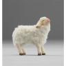 Lamm schauend - Hannah