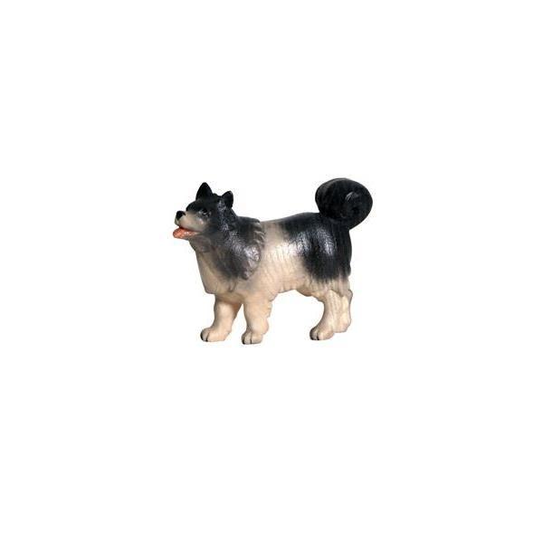 Hund Spitz 795156-Pe