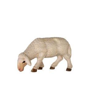 Schaf grasend 13144-A