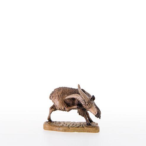 Ziegenbock kratzend - 21376_C