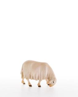 Abweidendes Schaf - lepi -10000-19_C