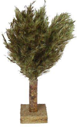 Baum-Palme