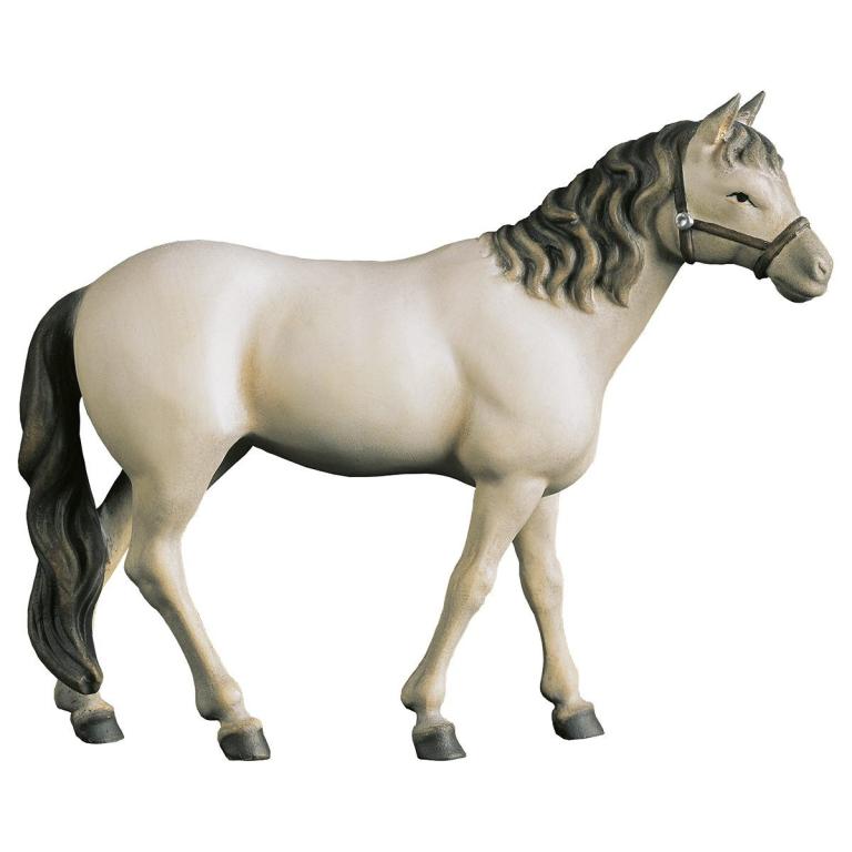 Pferd Schimmel-